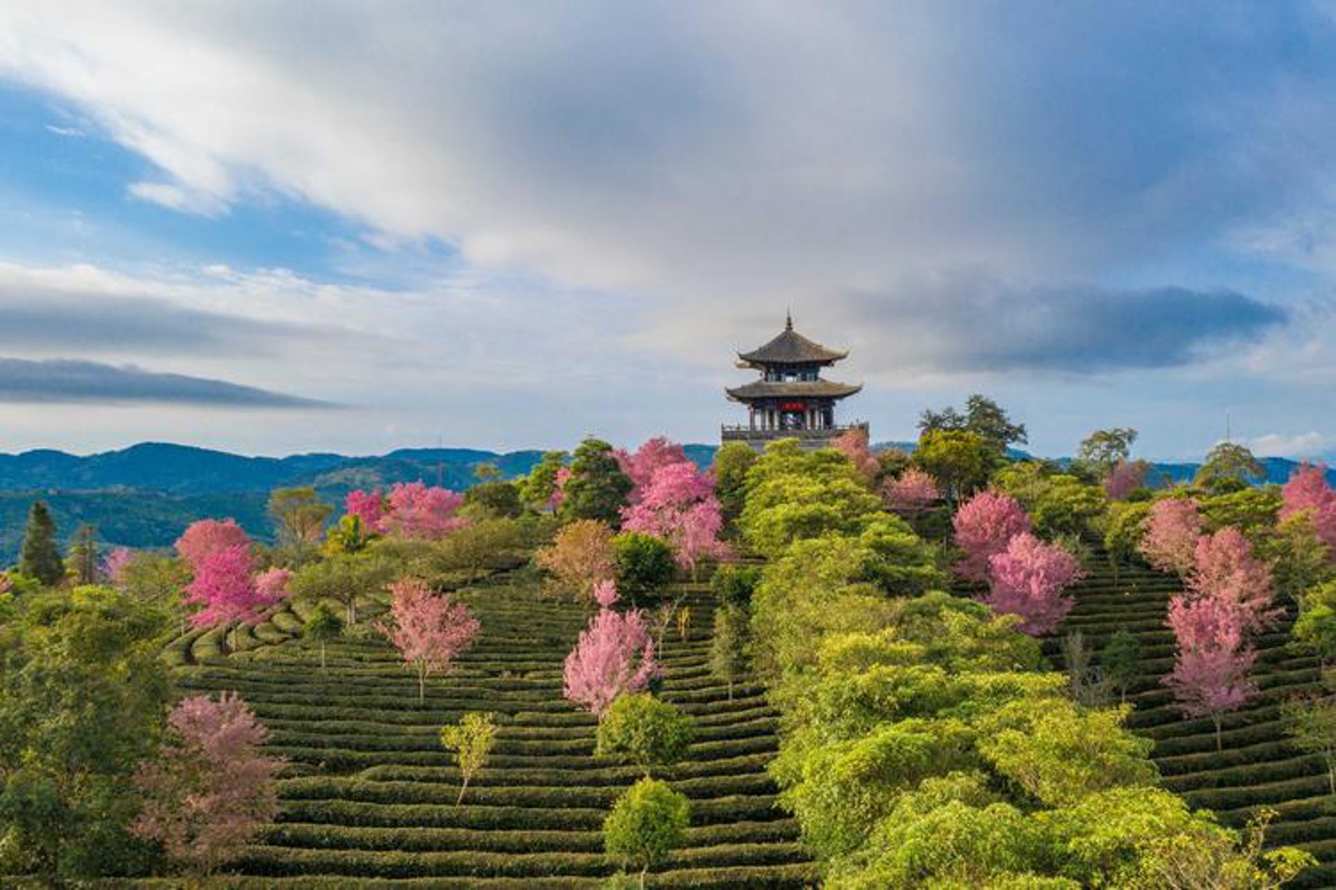中华普洱茶